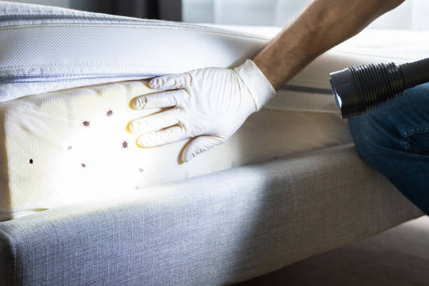 Best Wasp Removal Services  in Colonial Heights, TN