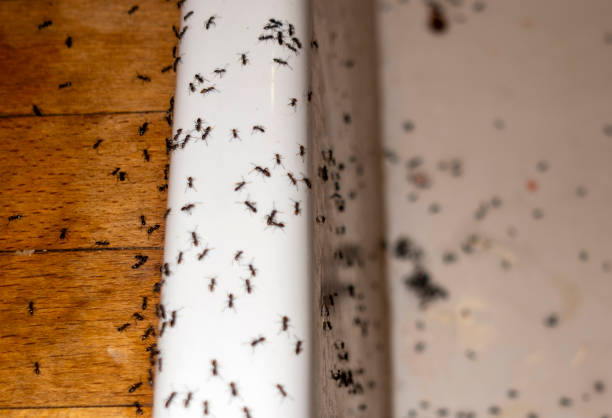 Best Wasp Removal Services  in Colonial Heights, TN