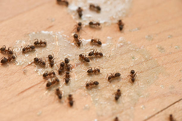 Wasp Removal Services in Colonial Heights, TN