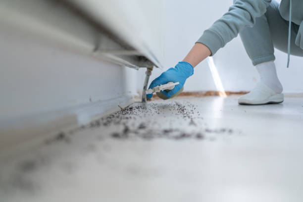 Best Termite Control Services  in Colonial Heights, TN